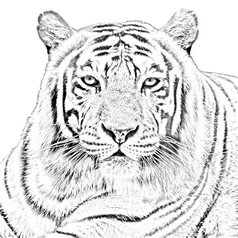 Focus your camera on the object or person whose picture you want to turn into a coloring page app then take a photo. Turn Color Photos into Coloring Pages - Art Of Zootography ...