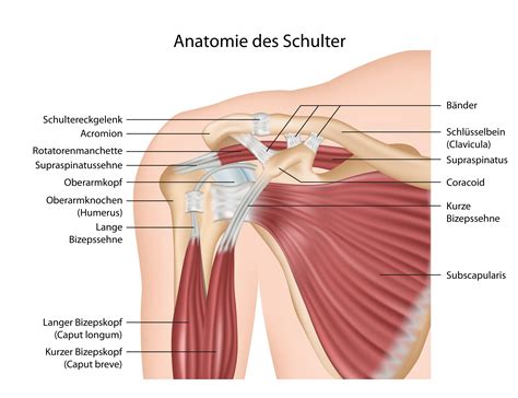 Hier ist es wichtig, dass das gelenk so schnell wie möglich. Schulterstechen: Schmerzen im Schultergelenk