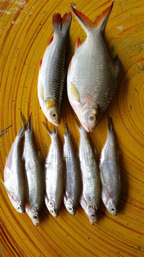 Mancing ikan lampam tawes dengan umpan dedak. Warisan Petani: Ikan Lalang