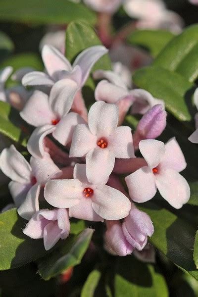 Height 40cm (16in) spread 1m (39in) d. Buy Eternal Fragrance Summer Daphne - FREE SHIPPING - x ...