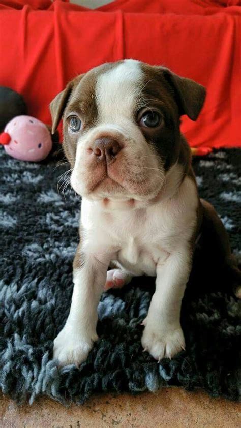 Bostons are generally eager to please their owner and can be. BT Puppy. | Cute dog pictures, Boston terrier love, Boston terrier