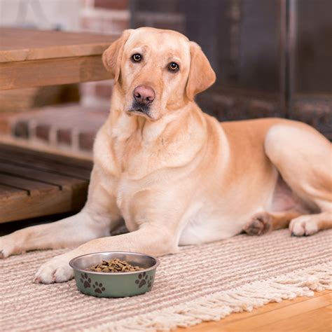 Dogs of all life stages have an easy time digesting this special snack, and it can be used as a training treat. Wishbone Pet Foods Grain free Gluten Free Natural Dry Dog ...