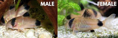 Telling male and female cats apart can be difficult for those who don't know what they're looking for. Cory Catfish (Corydoras): Expert's Care & Breeding Guide