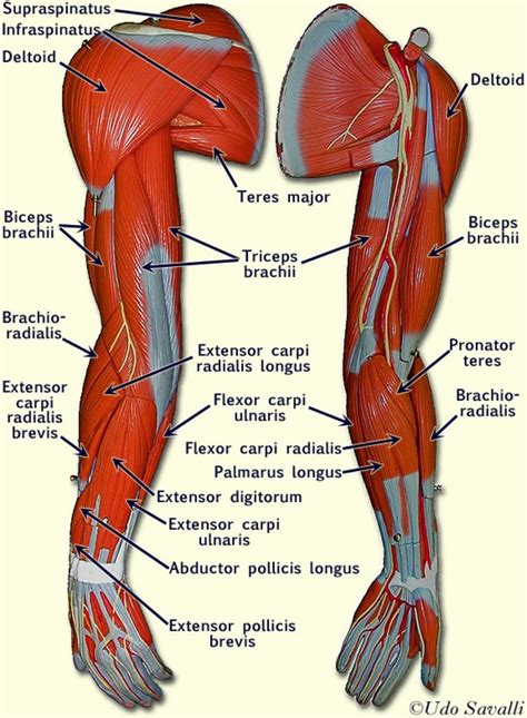 Muscles of anterior (flexor) compartment of arm, their origin, insertion, action/s and nerve supply are as follows bicipital aponeurosis is attached to the fascia on the medial side of the forearm. Human arm muscle anatomy in detail