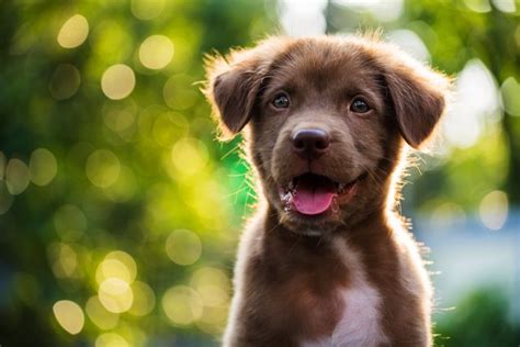 Generation doesn't make a difference. When Do Puppies Shed Their First Coat? | Cuteness