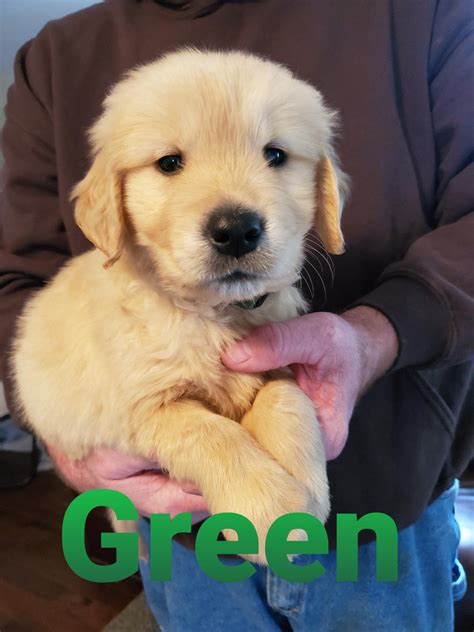 Being an exclusivly golden retriever breeder, we only breed akc registered golden retrievers (no puppy mill here, we love goldens!). Tennessee Golden Retriever Puppies - Home