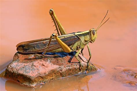 Main bersama belalang sembah ii praying mantis. Gambar Belalang Yang Mudah