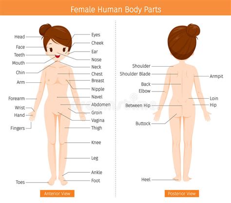 Human body woman posterior view. Female Human Anatomy, External Organs Body Stock Vector ...