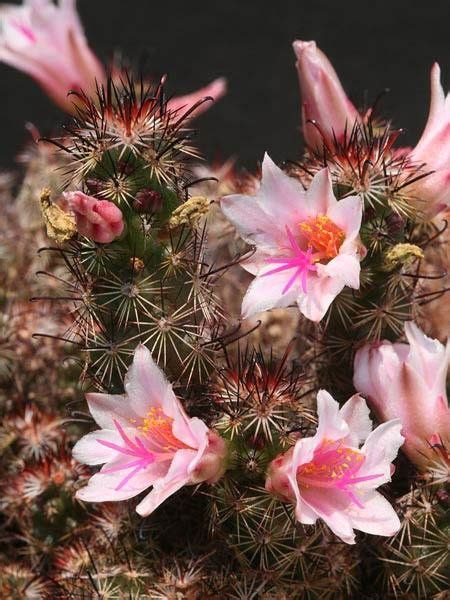 Nopal cactus grows in the u.s., mexico, south america, and as far as the mediterranean region and australia. Mammillaria thornberi | Flor de cactus, Plantas, Flores