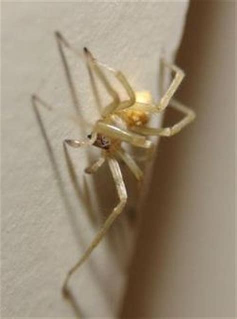 We did not find results for: Yellow Sac Spider Facts, Identification & Pictures