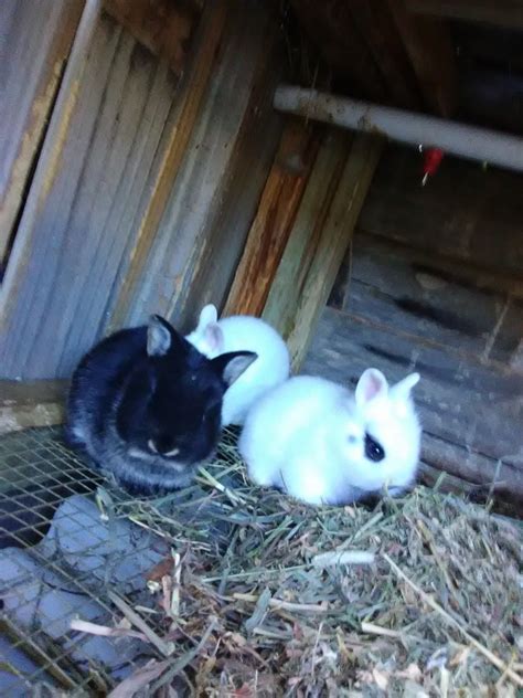 Average dwarf rabbit prices range. Netherland Dwarf rabbit Rabbits For Sale | Saint ...