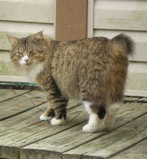 Daily brushing is a must, but you may have to try several different brushes or slicker combs before you find the one that your cat prefers. this is meinu a stray I adopted long haired manx. he was ...