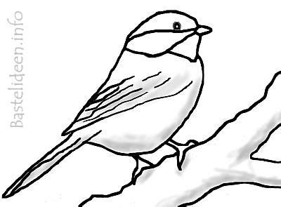 Die meisten vögel können fliegen, außer z. Pretty Bird :) | Pretty birds, Animals, Bird