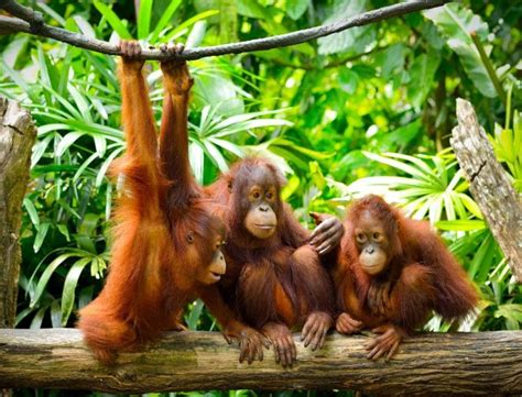 Would you like to change the currency to. Bedroht: So helft ihr Orang-Utans auf Borneo | Urlaubsguru ...