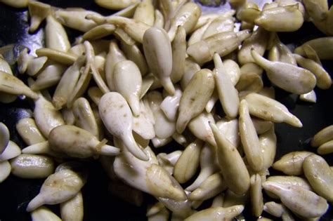 We soaked our seeds in water and salt for a few hours and then dehydrated them in our dehydrator. Staple Stash of Soaked, Sprouted and Dehydrated Nuts and ...