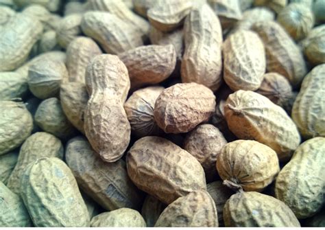 Kesavardhini hair oil review and benefits in tamil. 9 Fascinating Benefits Of Groundnut - The Wonder Seed ...