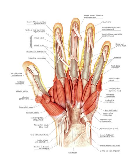 These muscle names are derived from latin. Muscles Of The Hand Photograph by Asklepios Medical Atlas