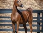 Find horses for sale that are suitable for pulling carts, carriages, sleighs, plows and more. Padrons Psyche :: North Arabians