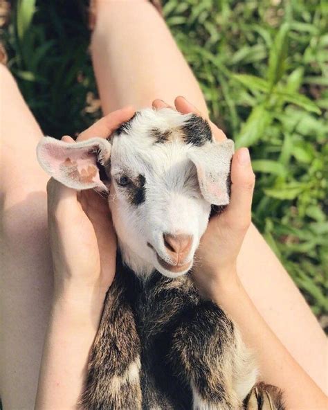 Grab the latest working goat pet products coupons, discount codes and promos. Pin by Pet&dog products manufacturer on Cute in 2020 ...