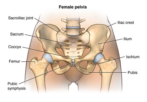 The femur in the thigh; Facts About the Spine Shoulder and Pelvis | Johns Hopkins ...