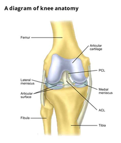 The sample acl includes an owner element that identifies the owner by the aws account's canonical. Anterior Cruciate Ligament (ACL) Surgeons & Consultants ...
