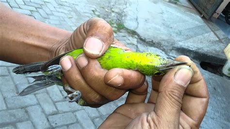 Burung elang hitam merupakan burung yang memiliki warna hitam kelam. Kumpulan gambar untuk Belajar mewarnai: Gambar Burung ...