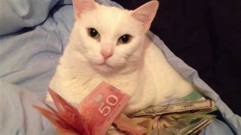 I just like this picture. Cat with money! - YouTube