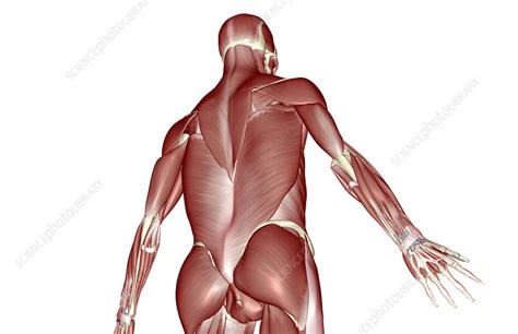 Lats (latissimus dorsi) middle back (rhomboids). The muscles of the upper body - Stock Image - F001/7678 - Science Photo Library