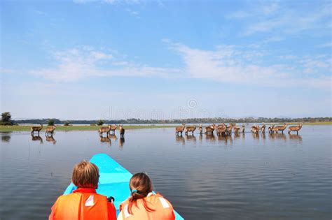 Lee opiniones de viajeros sobre 157 hoteles en naivasha, kenia. Safari, Naivasha Meer, Kenia Redactionele Afbeelding ...