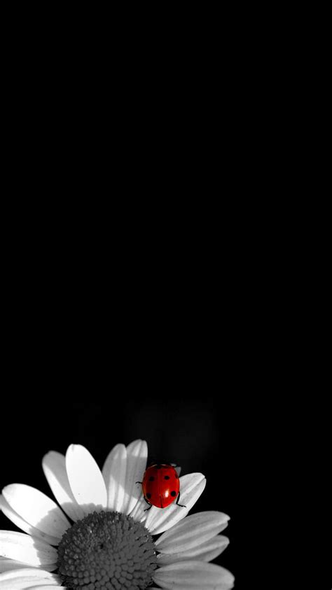 We hope you enjoy our growing collection of hd images to use as a background or home please contact us if you want to publish a kakashi black and white wallpaper on our site. Black And White Floral Iphone Wallpaper - Zendha