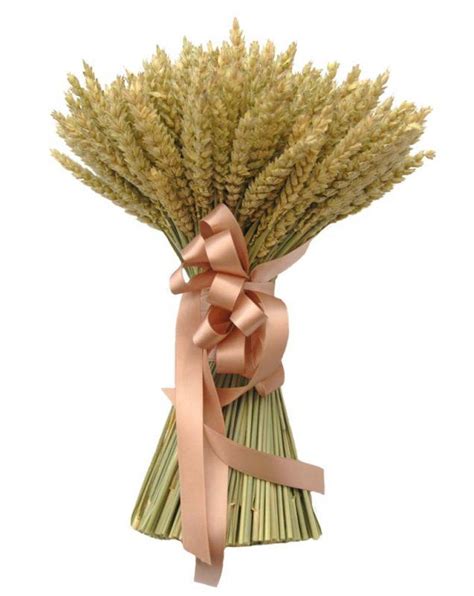 Fall wedding bouquets with wheat. Brides Natural Dried Wheat Wedding Bouquet with Mocha ...