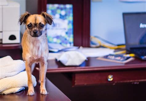 49,822 likes · 53 talking about this. Insuring Fido: Why Employers Should Offer Pet Benefits ...
