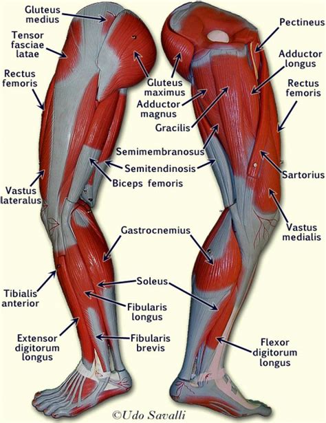 Look on those pics for understand tructure of leg muscles! Muscle Anatomy Chart New Upper Leg Muscles Anatomy Human ...