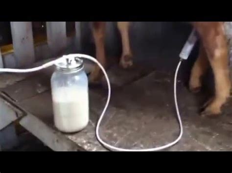 Check spelling or type a new query. IBCD DIY goat milking device - YouTube