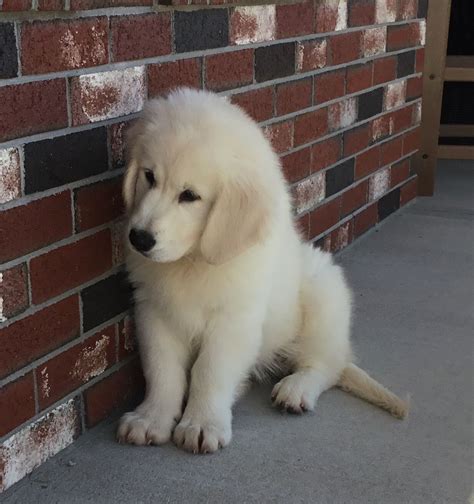 This is particularly because they were bred according to the akc standards as opposed to the uk standards. English Cream retriever Dogs & Puppies Puppy Love English ...