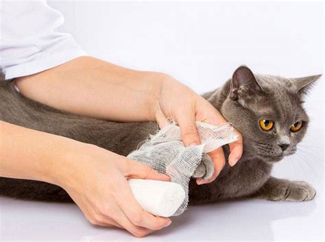 Die symptome einer katzenallergie sind vergleichbar mit den symptomen anderer tierhaarallergien oder impfstoff gegen katzenallergie. Die Katze humpelt? Daran kann es liegen