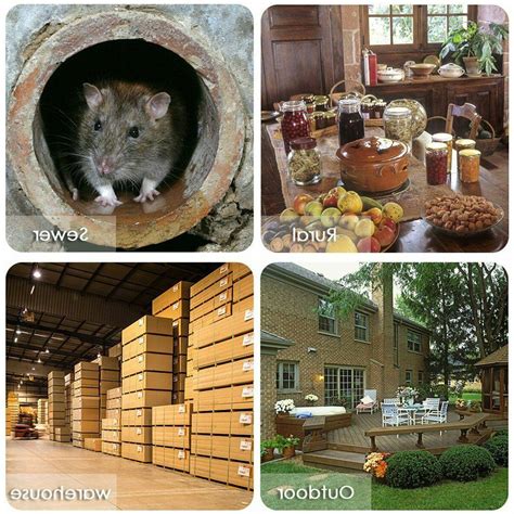 Maybe you would like to learn more about one of these? Mouse Traps Rat Mice Squirrel Killer Snap Trap