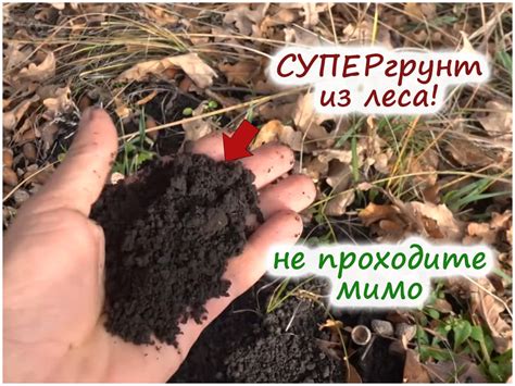 Как повысить урожайность почвы в 2-3 раза – простые секреты матерых ...