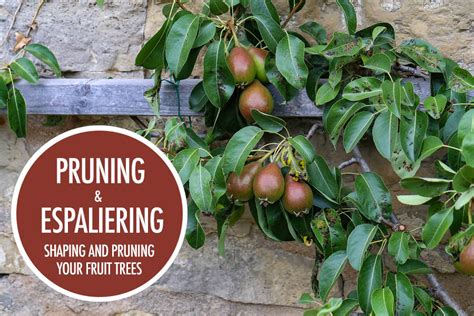 The best time to prune is from just before bloom to 2 weeks after petal fall. Grow Your Own Food: Pruning and Espaliering Fruit Trees ...