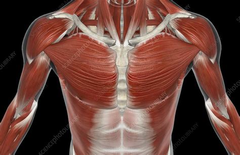 And then you have the divides like this, the. Muscles Of Torso - Muscles of the Body - Review ...