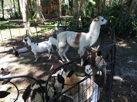 The petting zoo is mobile to your location. The Petting Zoo is approved by the United States ...