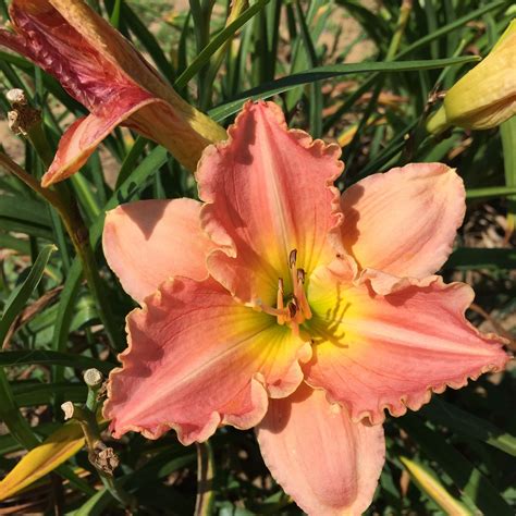 What's the most romantic flower. Romantic Rose, daylily | Day lilies, Romantic roses, Daylilies