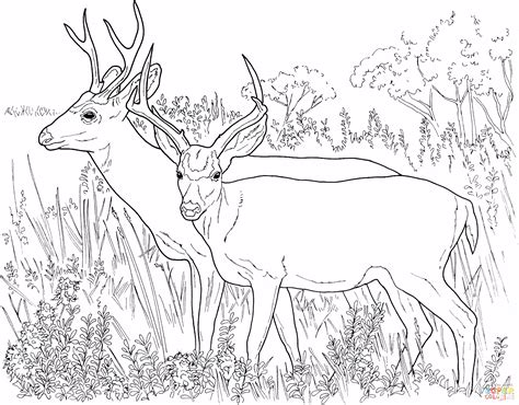 March coloring pages are a great way to welcome the spring. 5 Kleurplaten Hert - SampleTemplatex1234 - SampleTemplatex1234