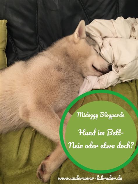 Im bett dominant sein bedeutet nicht gezwungenermaßen dinge wie schläge, fesseln, knebel männliche dominanz durch körperliche dominanz. Midoggy Blogparade Hund im Bett - Nein oder etwa doch ...