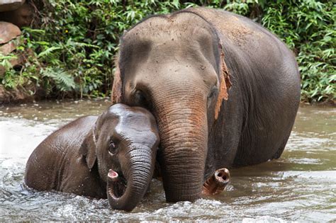 Baby elephant bathing at kodanad training centre exclusive videos of elephants click Mother And Baby Elephant Bathing In The River Stock Photo ...