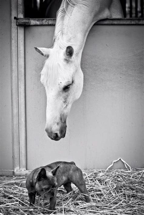 We did not find results for: Freaked Out Frenchie in 3, 2, 1...!!! French Bulldog Puppy ...