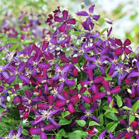 The widest range of products has a cooperating online store near us: Potted Clematis 'Sweet Summer Love' shrub