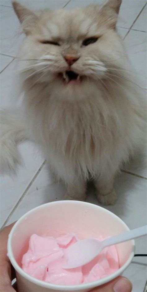 If you decide to add yogurt into your cat's diet, you should avoid anything having additives, even fruits, and artificial flavor. My cat's reaction after eating some frozen yogurt.. | Cats ...