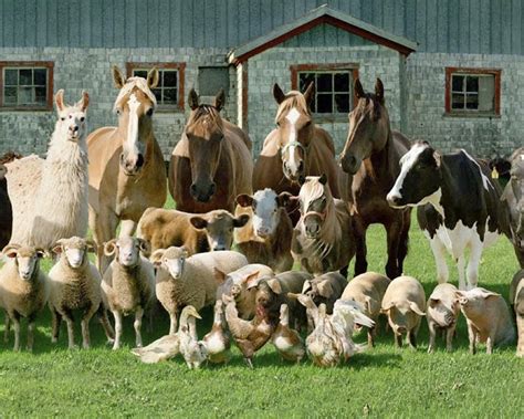 — as well as other herding breeds — are used to help farmers round up herds of grazing animals like sheep and cows. Los animales de granja posan como supermodelos - Quo