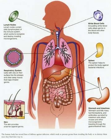 We know a lot about the human body today thanks having a good understanding of how the human body works is essential for more reasons than just showing off for your friends at trivia competitions. HUMAN BIOLOGY AND HEALTH: HUMAN BIOLOGY